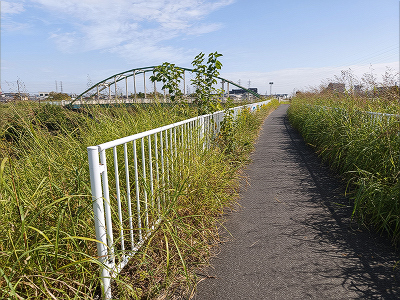 河川敷花壇のコスモス